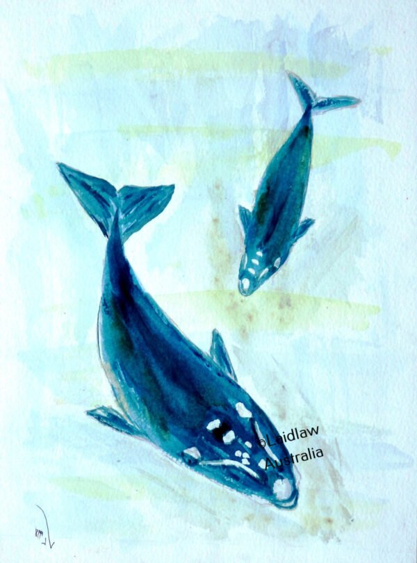 whale and calf vertical watercolour